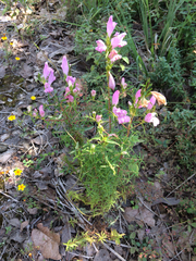 Lamourouxia dasyantha