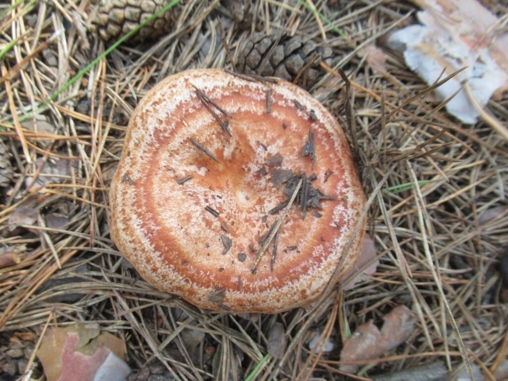 Lactarius deliciosus · August 2025 · photo: © smsergey (iNaturalist, cc-by-nc)