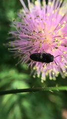 Acmaeoderini