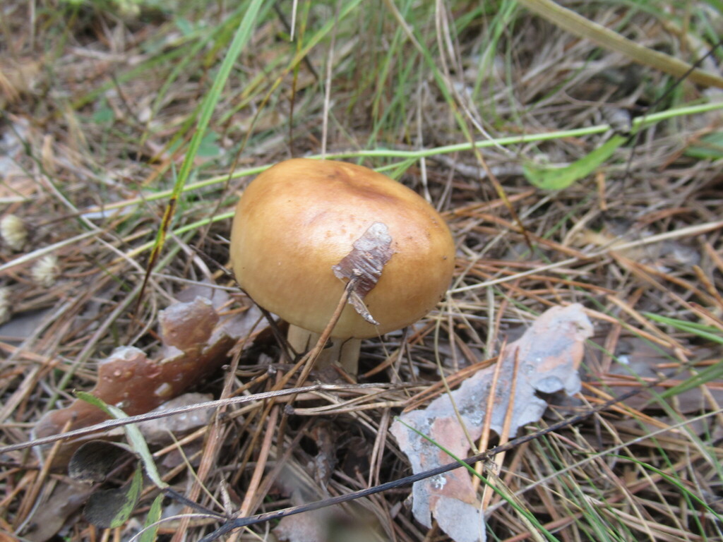 Russula foetens