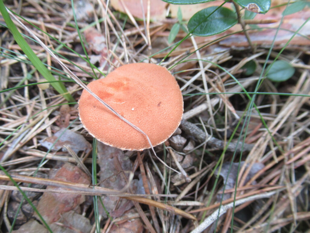 Cystodermella cinnabarina