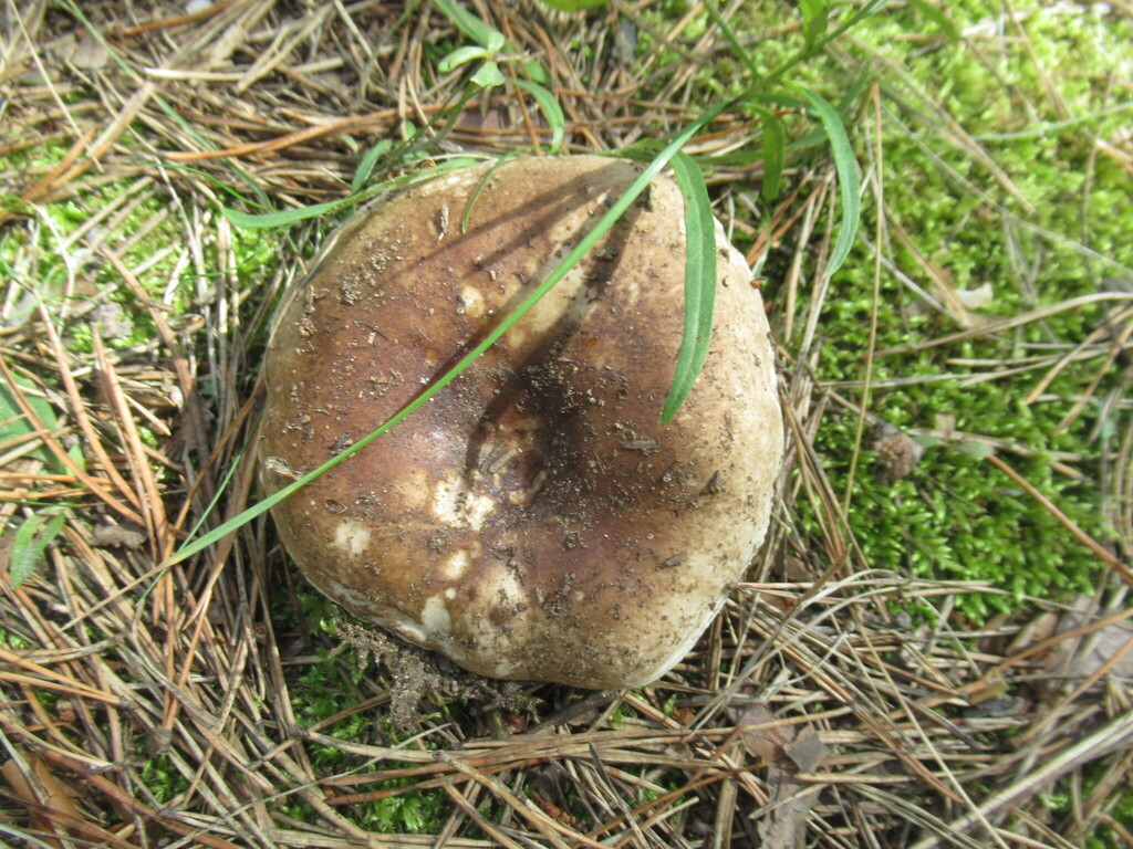 Russula adusta