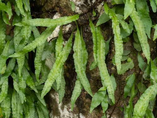 Microgramma heterophylla, photograph 4
