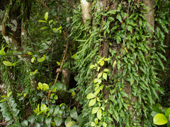 Microgramma heterophylla, photograph (c) Turner Brockman, some rights reserved (CC BY-SA)
