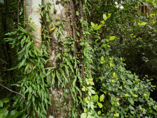 Microgramma heterophylla, photograph 6