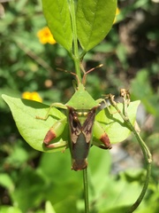 Lycambes