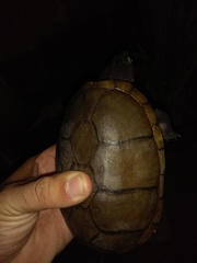 Kinosternon chimalhuaca