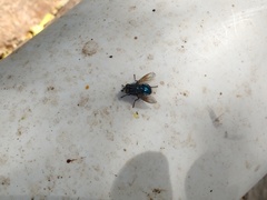 Sarconesiopsis magellanica