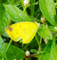 Eurema hecabe hecabe