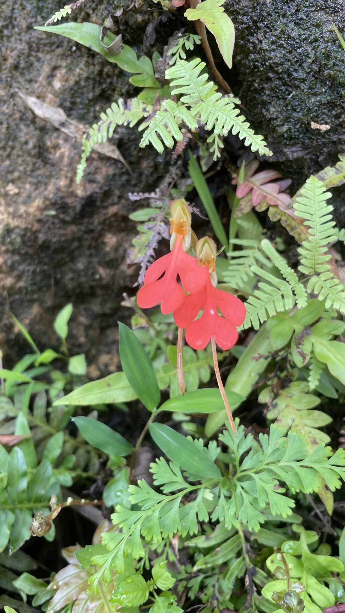 Habenaria rhodocheila (Habenaria rhodocheila)