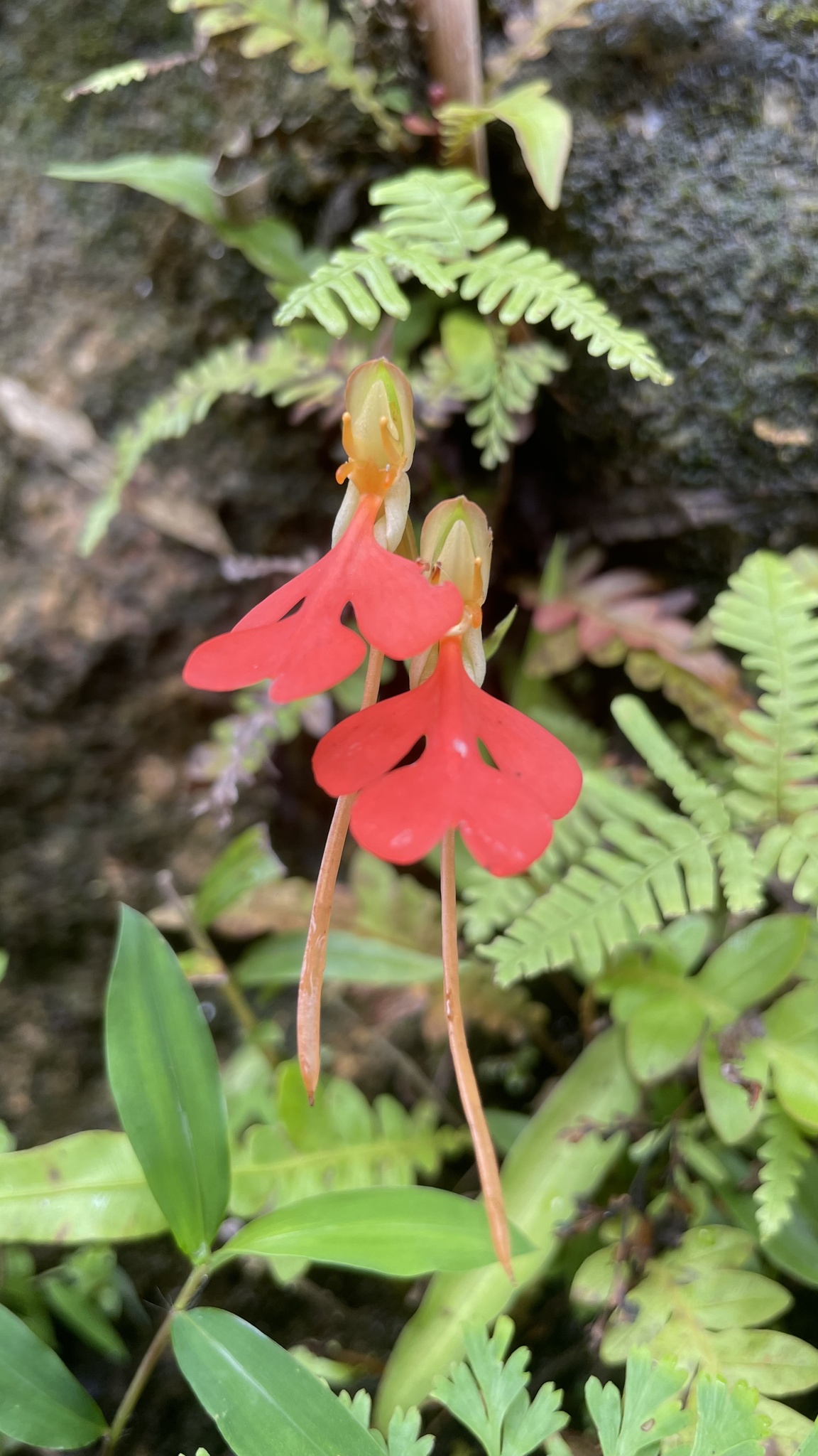 Habenaria rhodocheila — ảnh 2