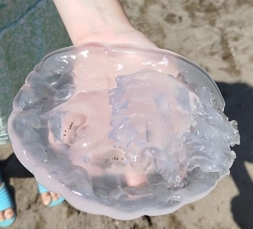 Common Moon Jelly