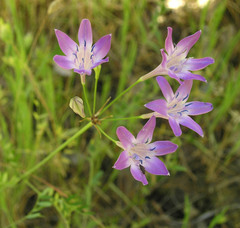 Triteleia bridgesii