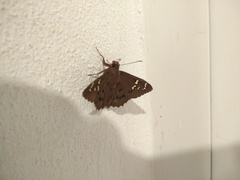 Sarmientoia haywardi