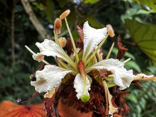 Goldleaf Bauhinia (Phanera aureifolia)