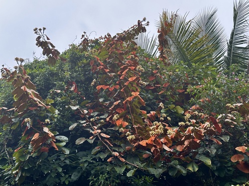 Phanera aureifolia, photograph 3