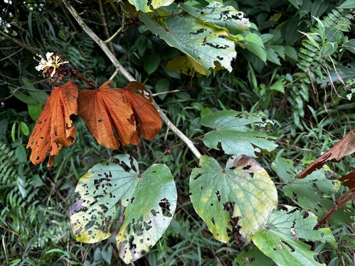 Phanera aureifolia, photograph 4
