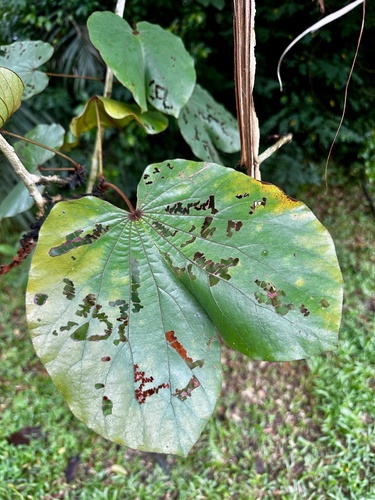 Phanera aureifolia, photograph 6