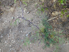 Prosopis flexuosa
