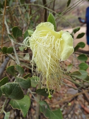 Capparis mitchellii