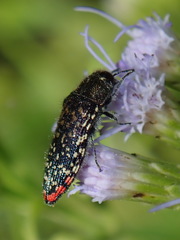 Acmaeodera haemorrhoa