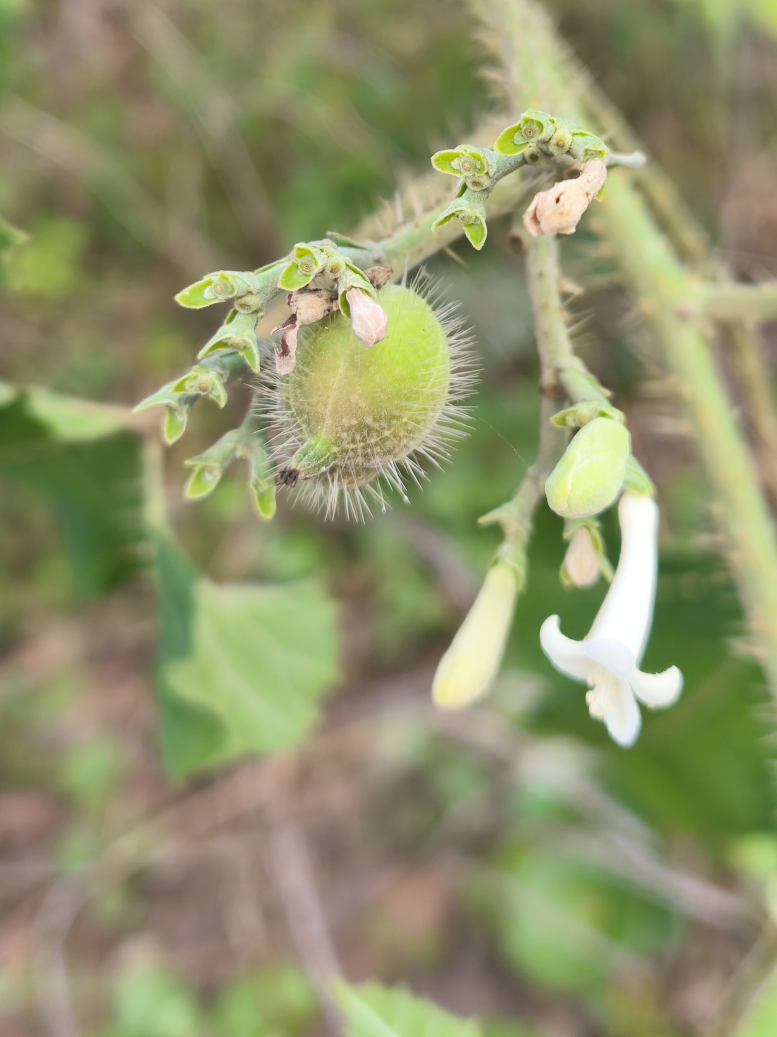 Cnidoscolus vitifolius