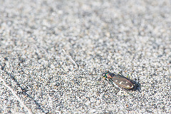 Cicindela depressula