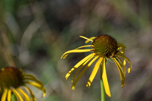 yellow coneflower (Echinacea paradoxa)
