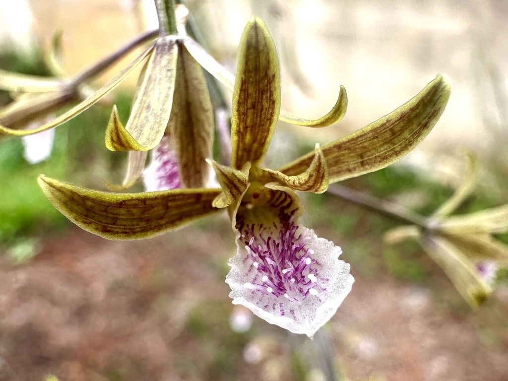 Eulophia graminea