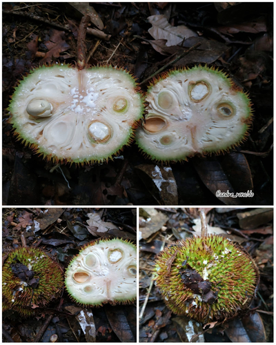 Parartocarpus observed 2012-07-10