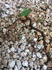 Coniophanes meridanus