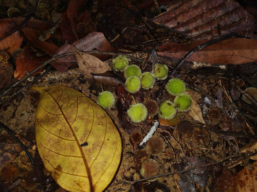Chaetocarpus castanicarpus observed 2022-10-20