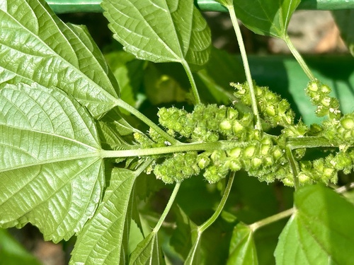 Acalypha lanceolata var. lanceolata