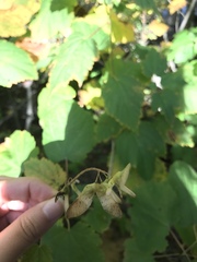 Acer spicatum
