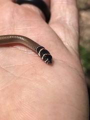Delma tincta