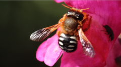 Anthidium
