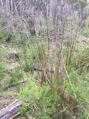 Juncus procerus