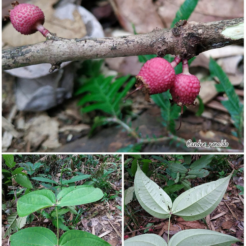 Pternandra cogniauxii observed 2022-06-14