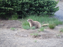 Marmota olympus