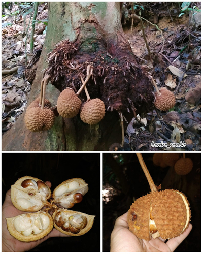 Durio macrophyllus