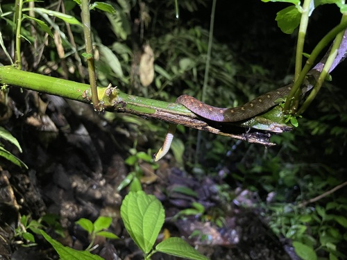 Rhabdophis chrysargos