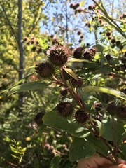 Arctium minus