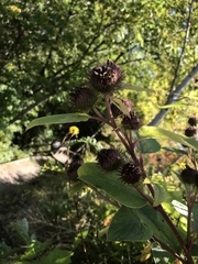 Arctium minus