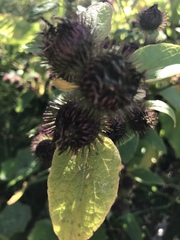 Arctium minus