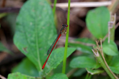 Telebasis digiticollis