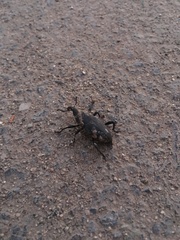 Cactophagus spinolae validus