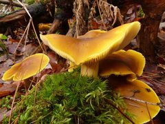 Tricholoma fumosoluteum