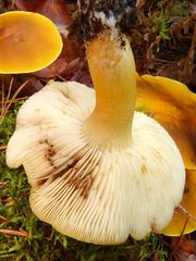 Tricholoma fumosoluteum
