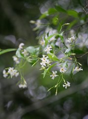 Trachelospermum asiaticum