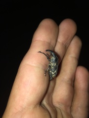 Cactophagus spinolae validus